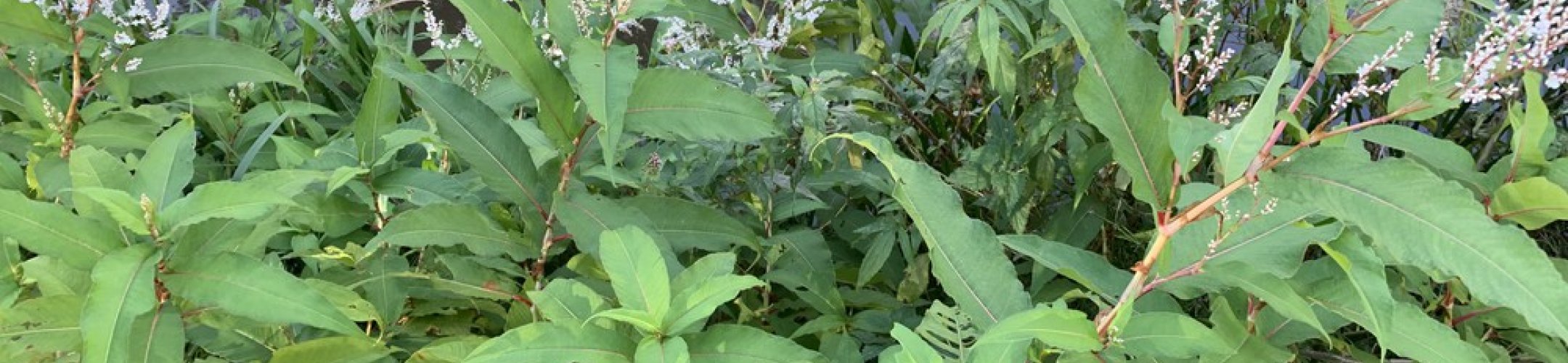 Invasieve Exoten in de media