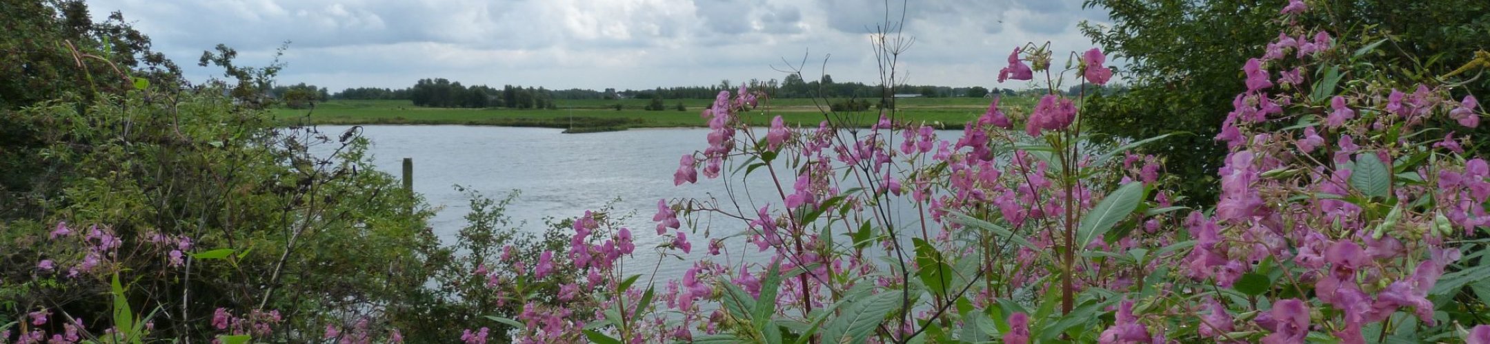 Kennisnetwerk Nieuwsbrieven